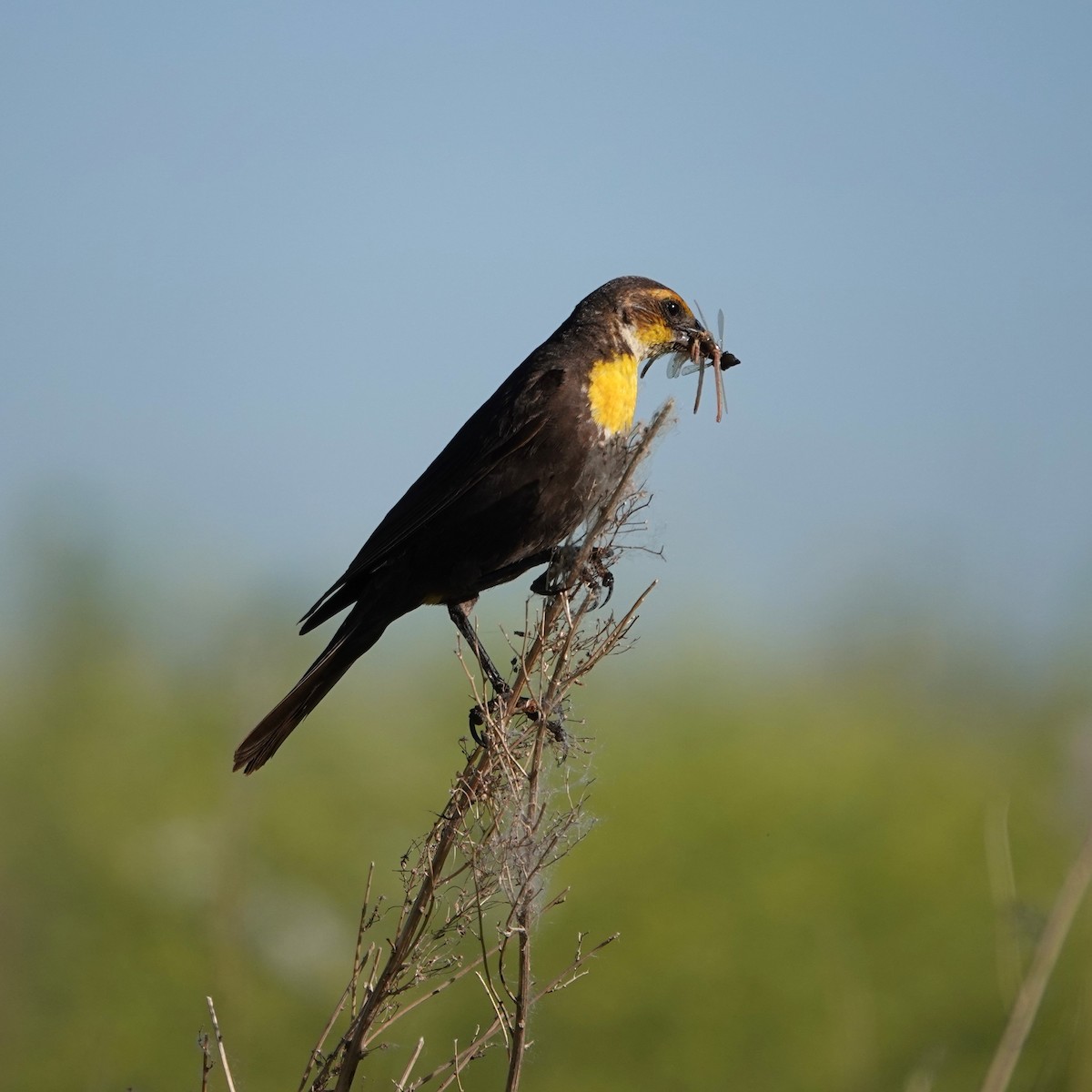 Yellow-headed Blackbird - ML620136104