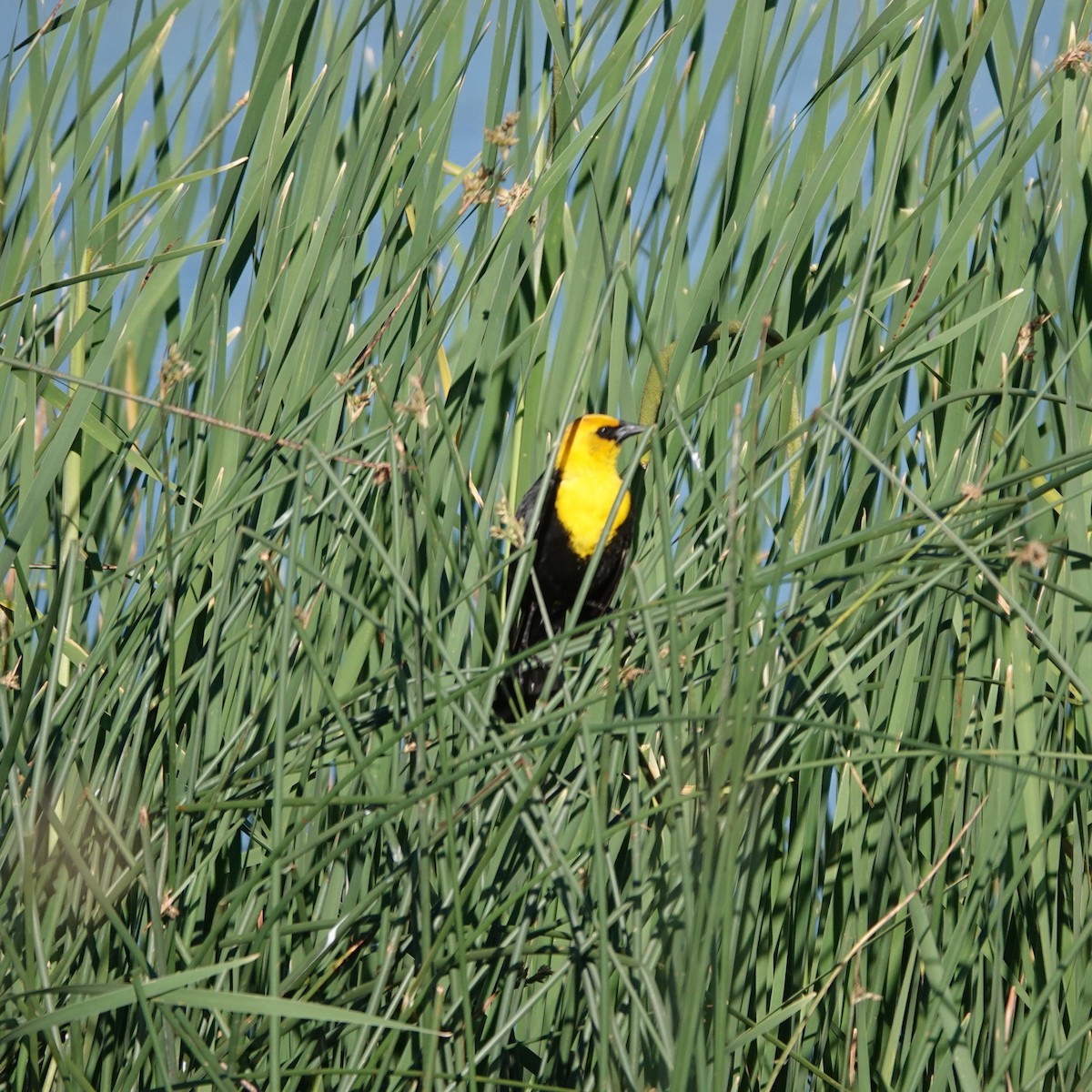 Yellow-headed Blackbird - ML620136105