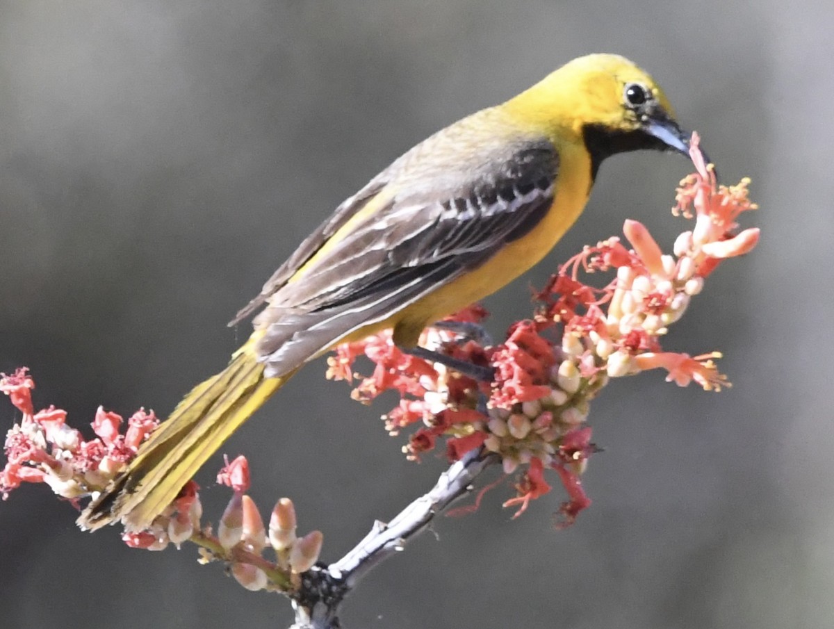 Hooded Oriole - ML620136111