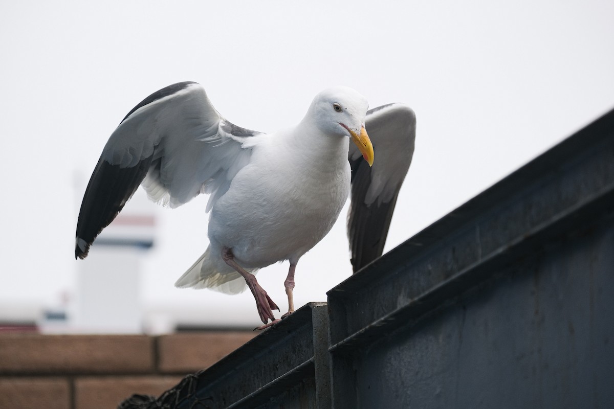 Western Gull - ML620136122