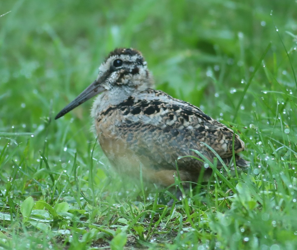 American Woodcock - ML620136124