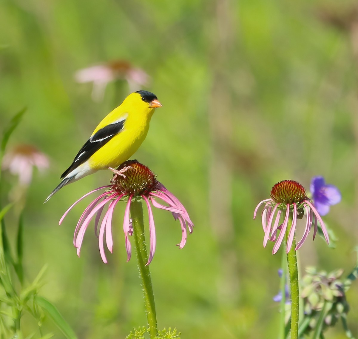 American Goldfinch - ML620136131