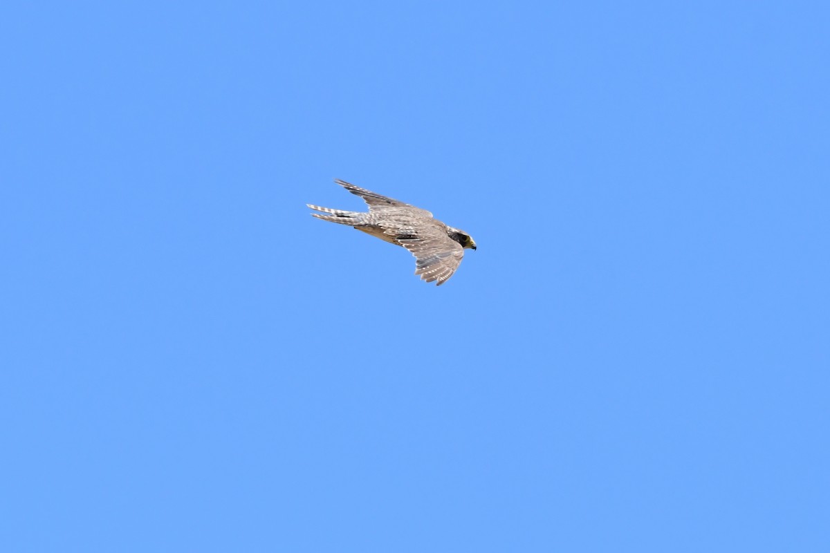 Peregrine Falcon - ML620136139