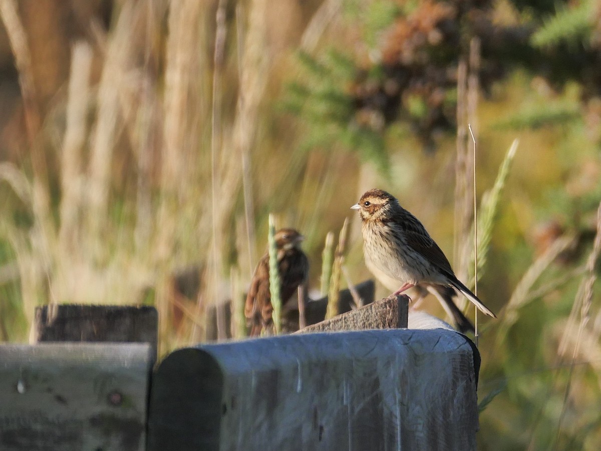 Reed Bunting - ML620136140