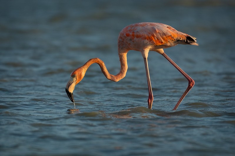 Amerika Flamingosu - ML620136151
