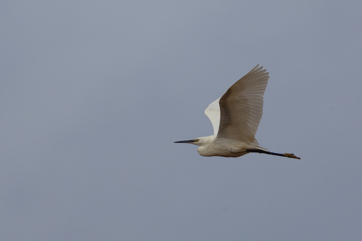 Little Egret - ML620136165