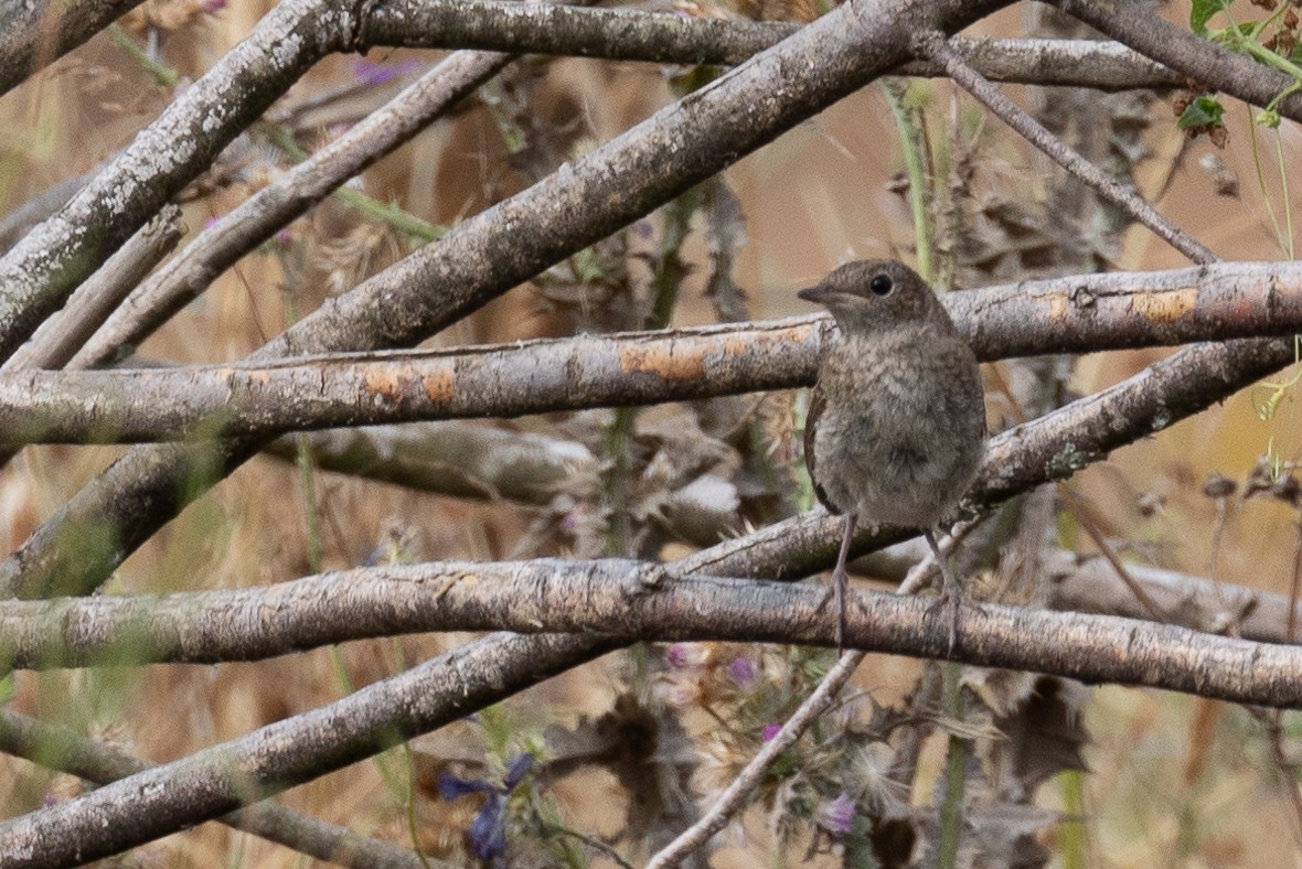 Common Nightingale - ML620136178