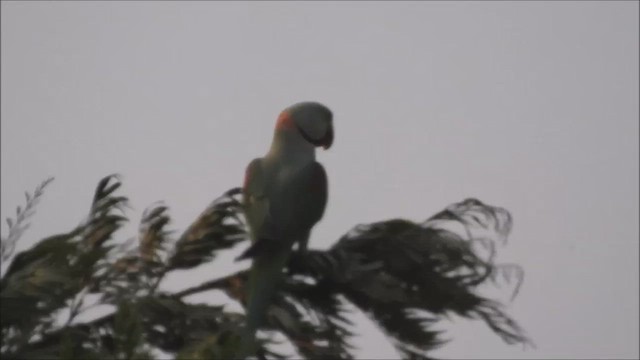 Alexandrine Parakeet - ML620136192