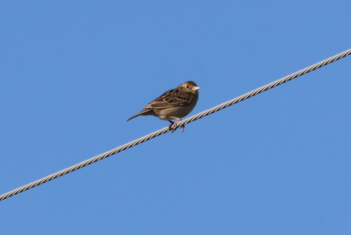 Grasshopper Sparrow - ML620136202