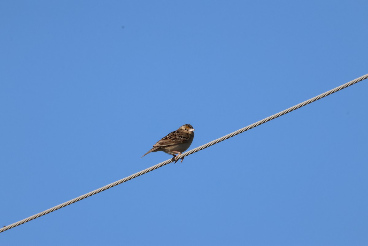 Grasshopper Sparrow - ML620136203