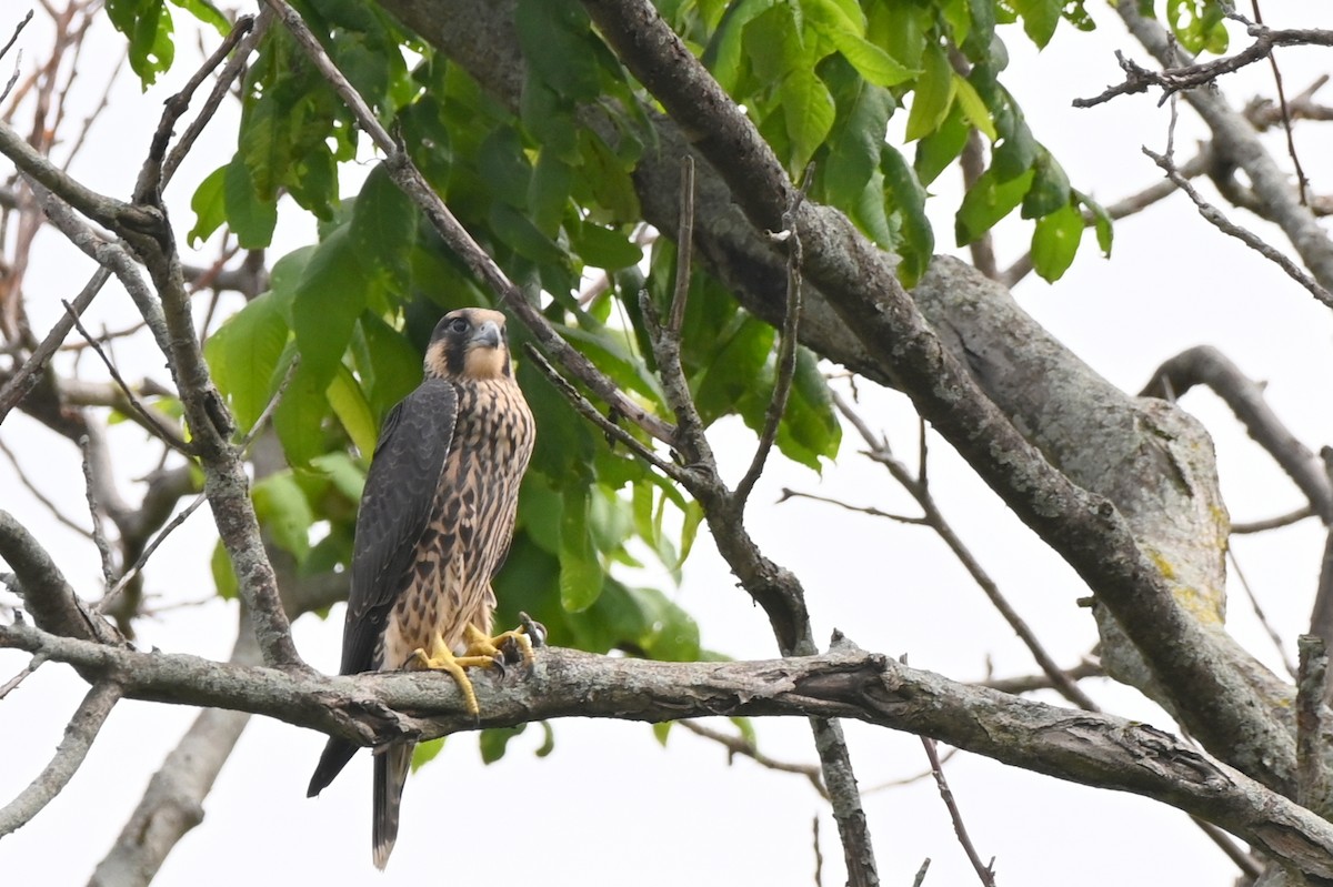 Peregrine Falcon (North American) - ML620136216