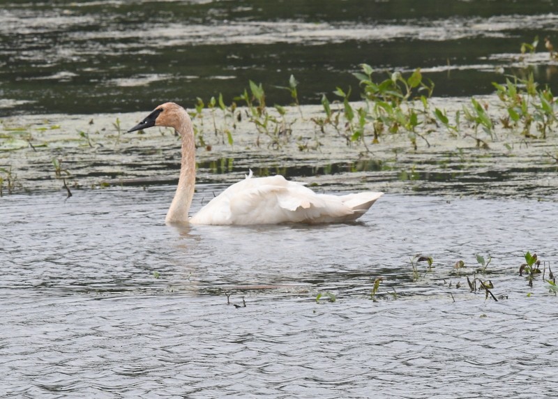 Trumpeter Swan - ML620136221