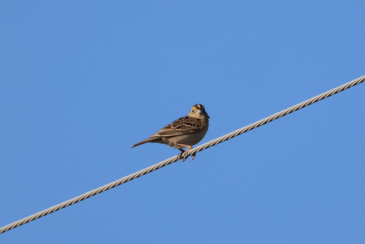 Grasshopper Sparrow - ML620136225