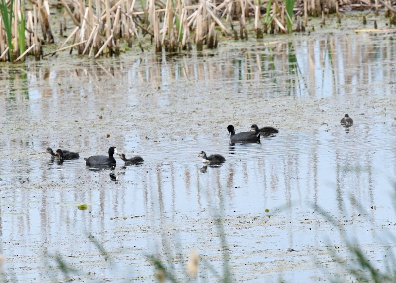 American Coot - ML620136226