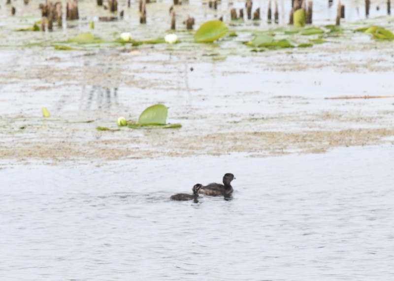 Pied-billed Grebe - ML620136229