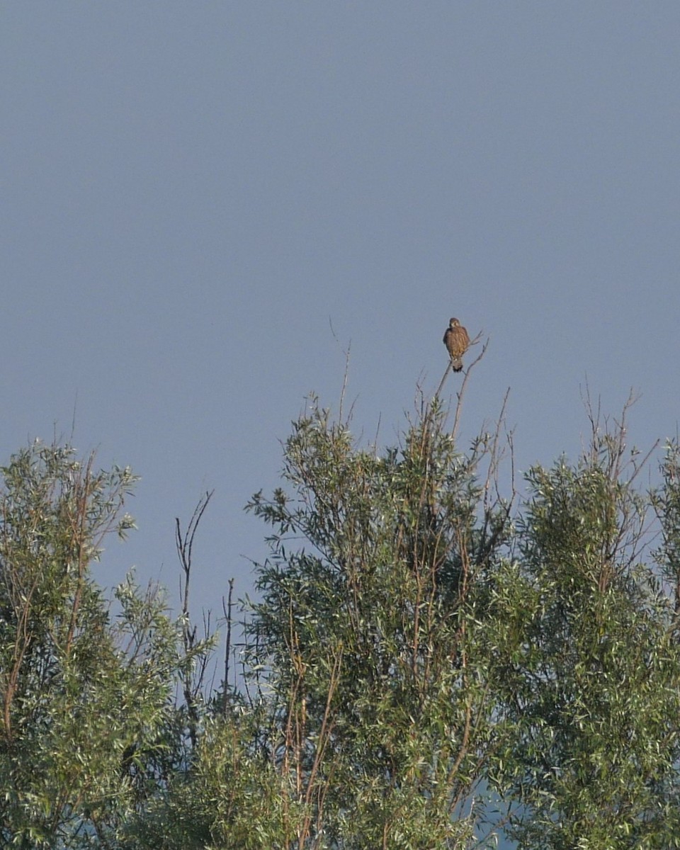 Eurasian Kestrel - Tom Carley