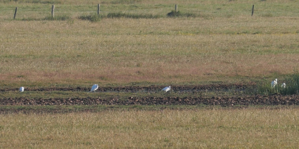 Little Egret - ML620136244