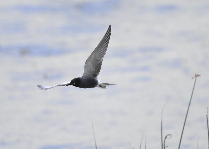 Black Tern - ML620136248