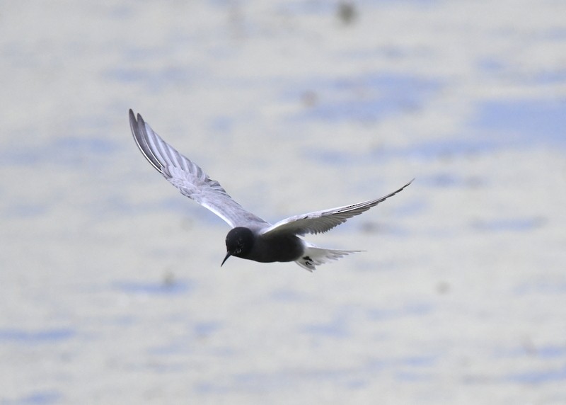 Black Tern - ML620136249
