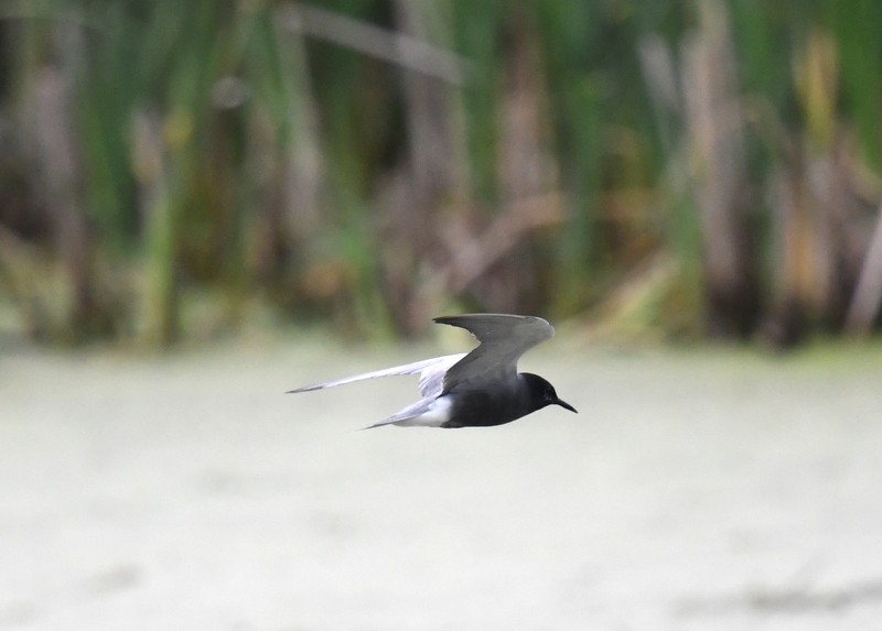 Black Tern - ML620136250