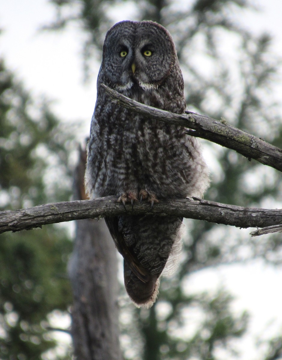 Great Gray Owl - ML620136255