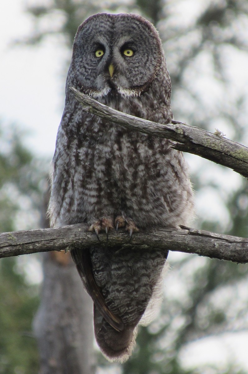 Great Gray Owl - ML620136256