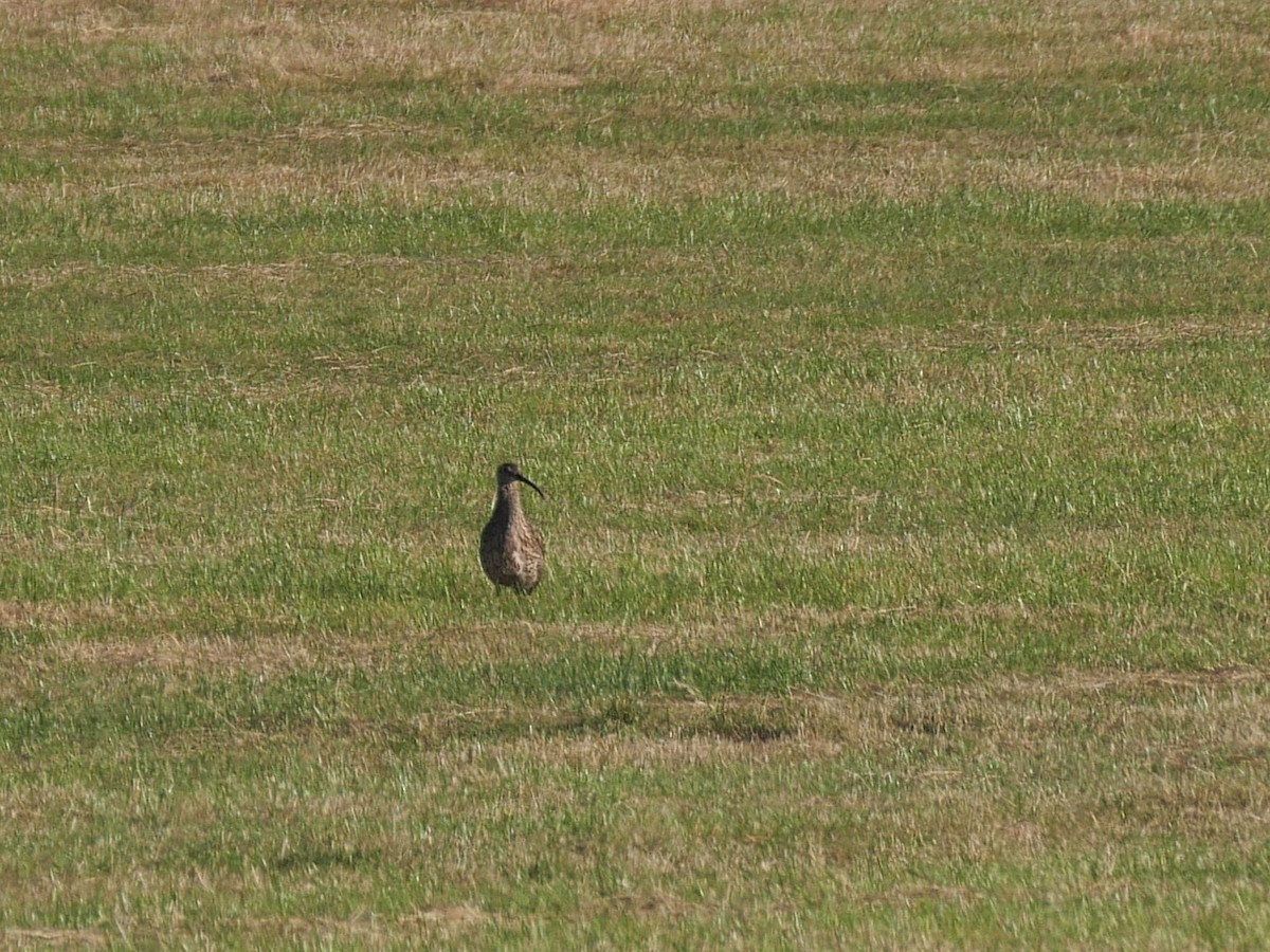 Eurasian Curlew - ML620136259