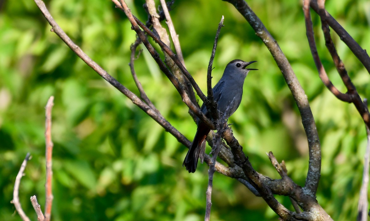 Gray Catbird - ML620136268