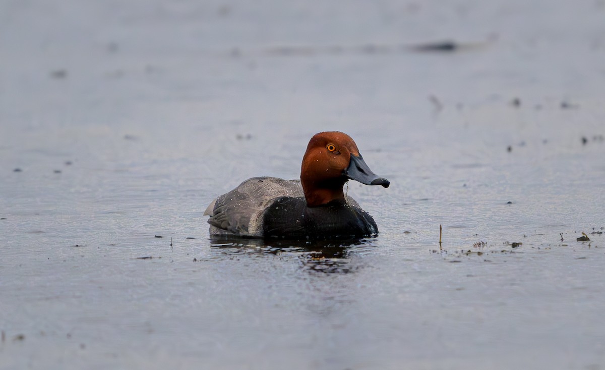 Redhead - ML620136270