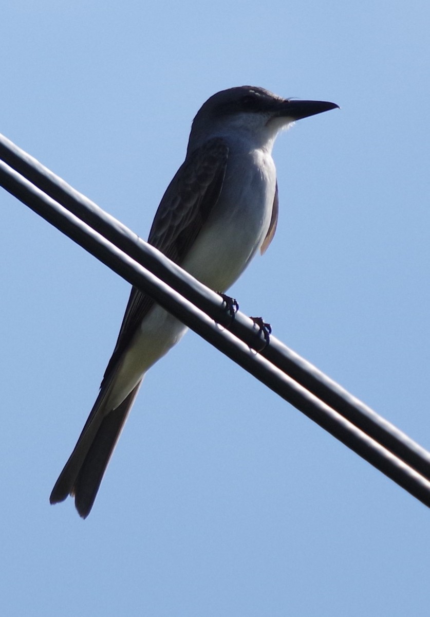 Gray Kingbird - ML620136272