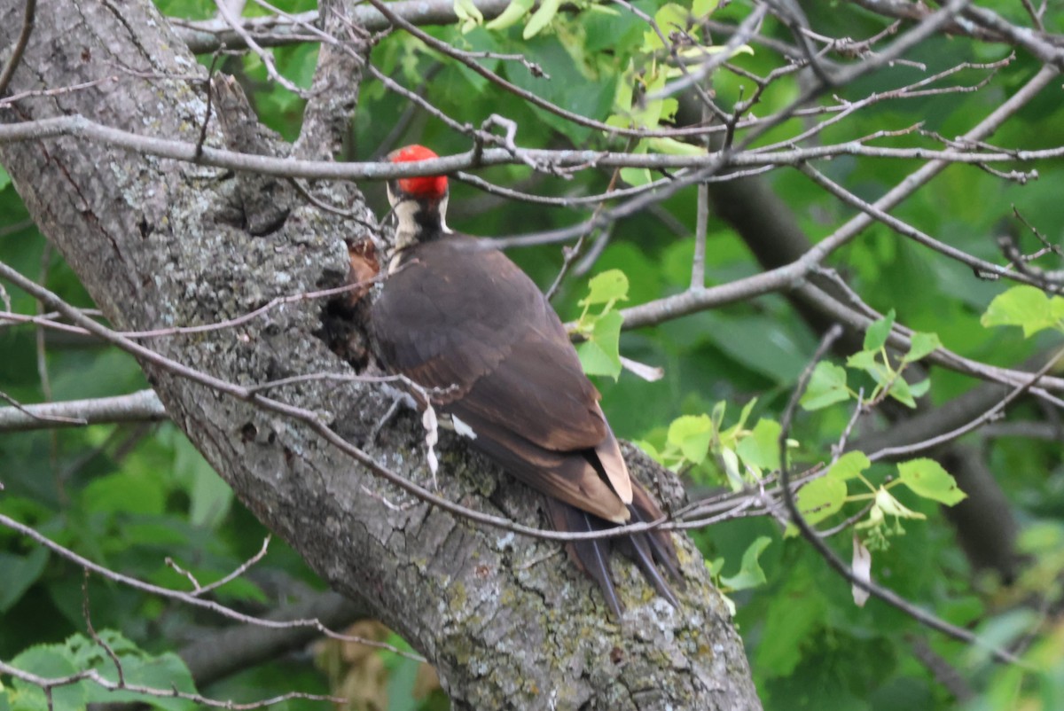 Pileated Woodpecker - ML620136278