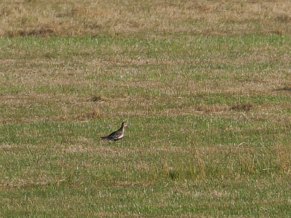 European Golden-Plover - Tom Carley