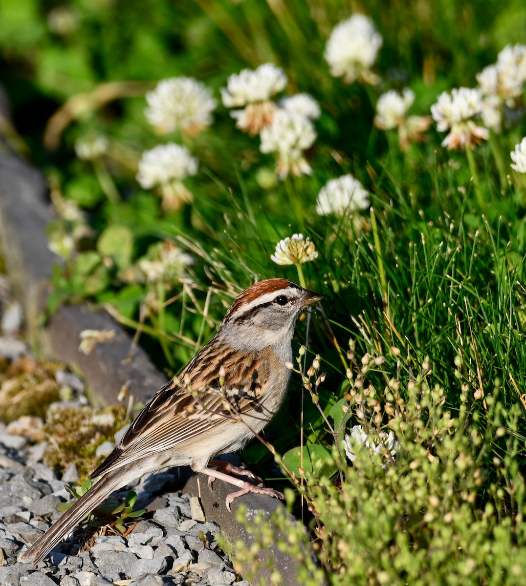 Chipping Sparrow - ML620136281