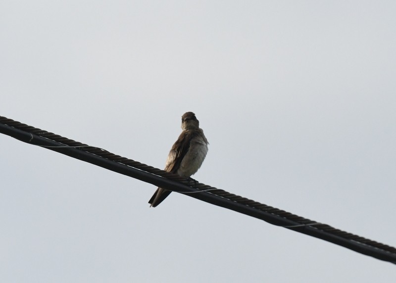 Northern Rough-winged Swallow - ML620136284