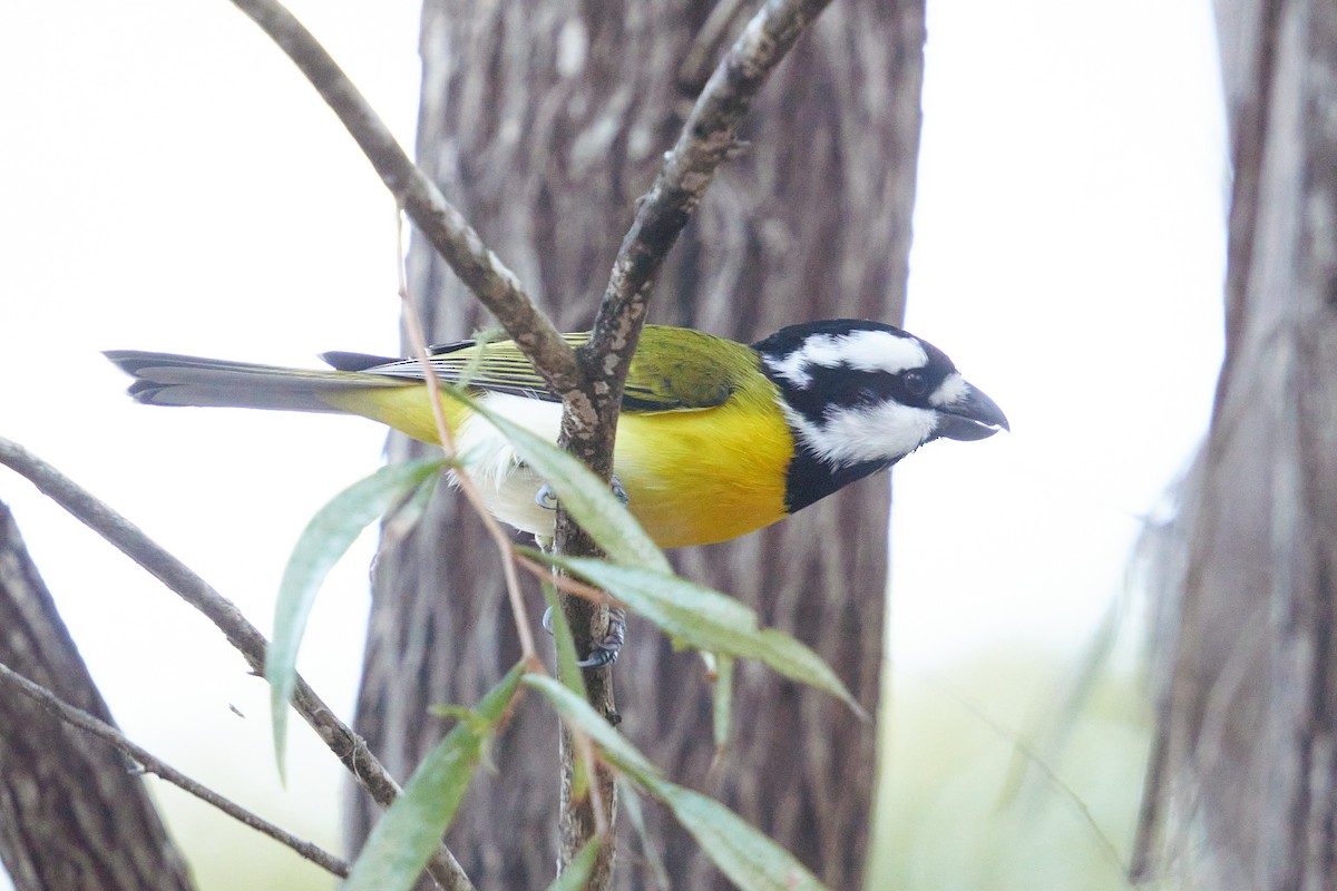 Western Shrike-tit - ML620136287