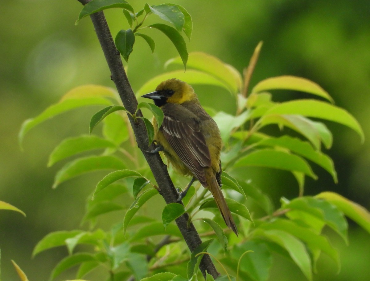 Orchard Oriole - ML620136290