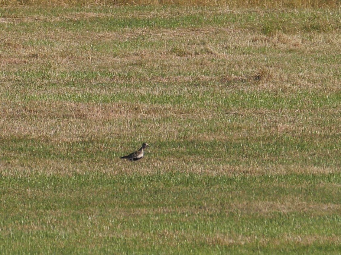 European Golden-Plover - ML620136293