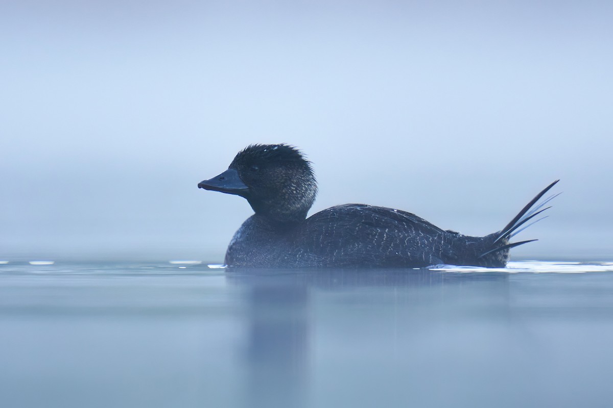 Musk Duck - ML620136294