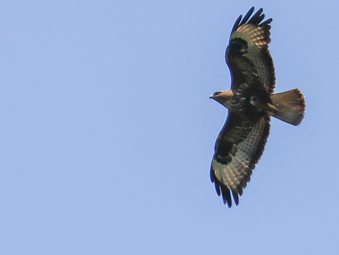 Common Buzzard - ML620136297