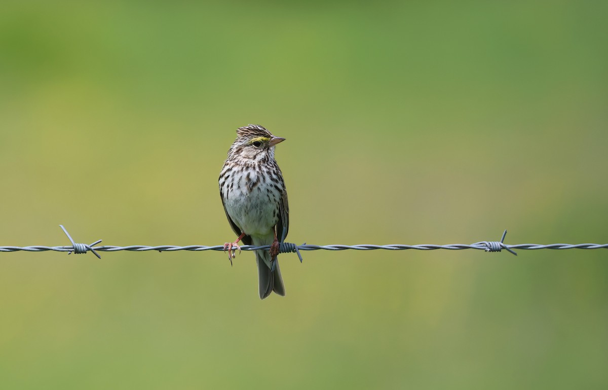 Savannah Sparrow - ML620136299