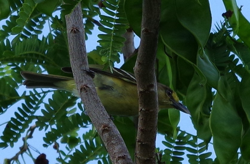 Thick-billed Vireo - ML620136308