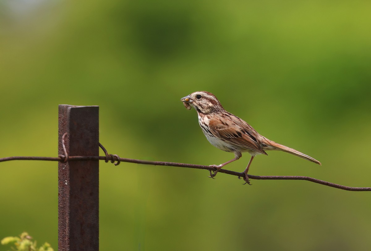 Song Sparrow - ML620136314