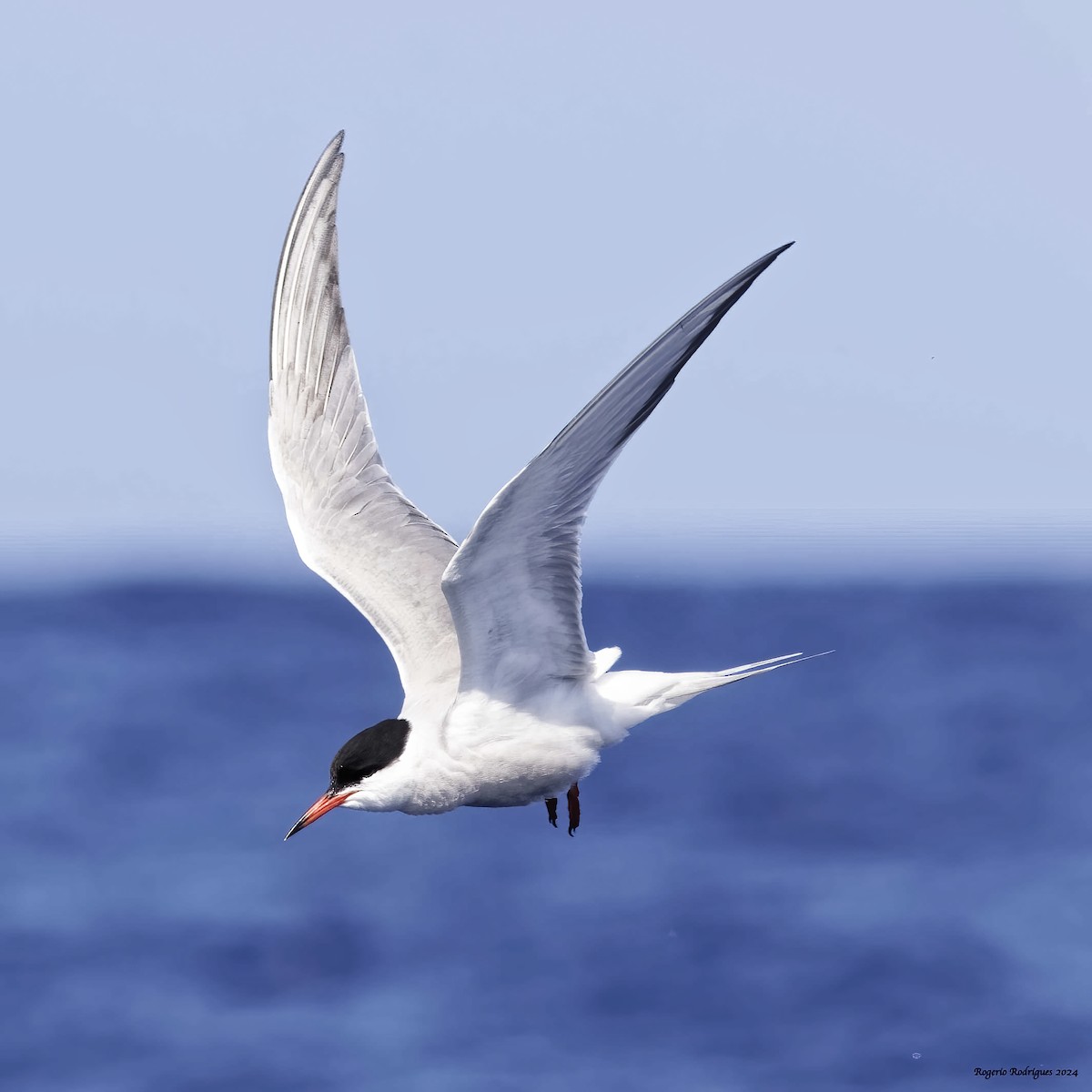Common Tern - ML620136315