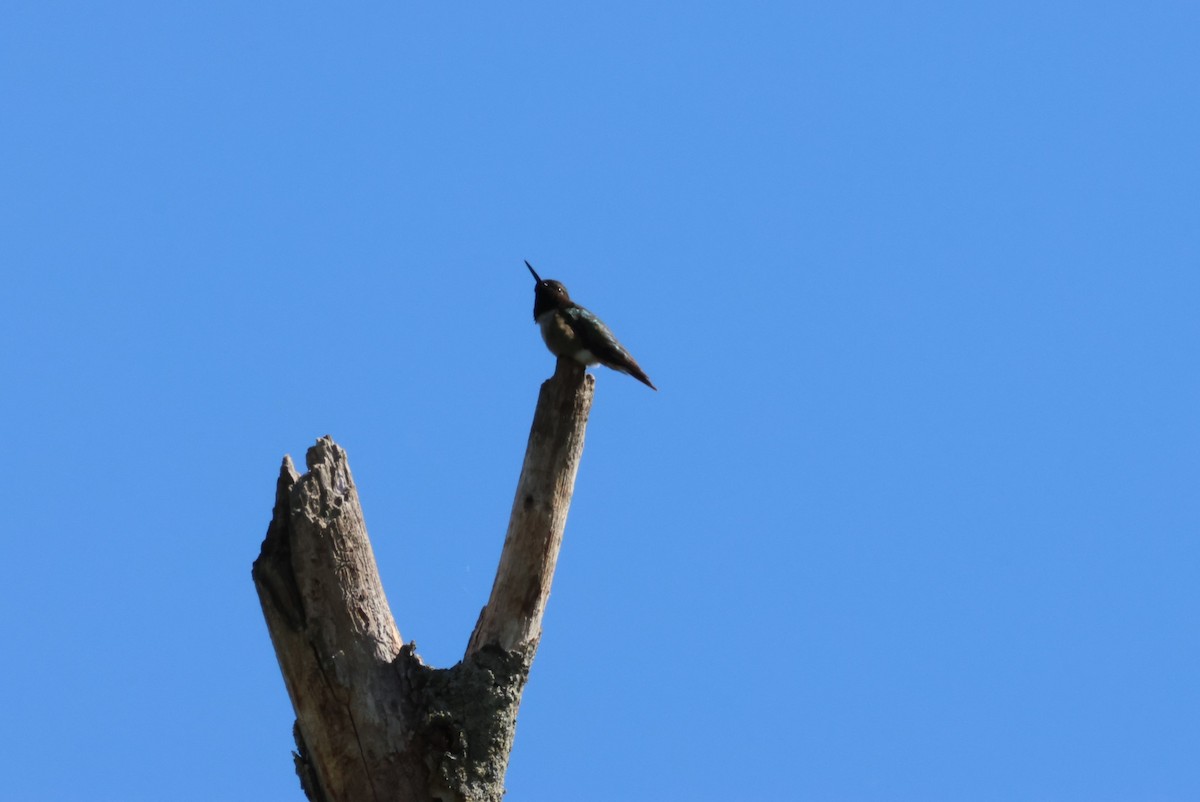 Yakut Boğazlı Kolibri - ML620136318