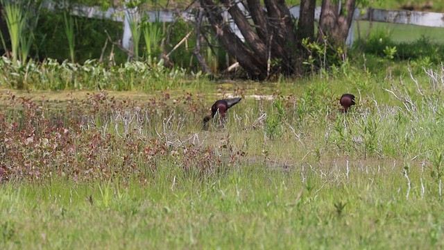 Glossy Ibis - ML620136328