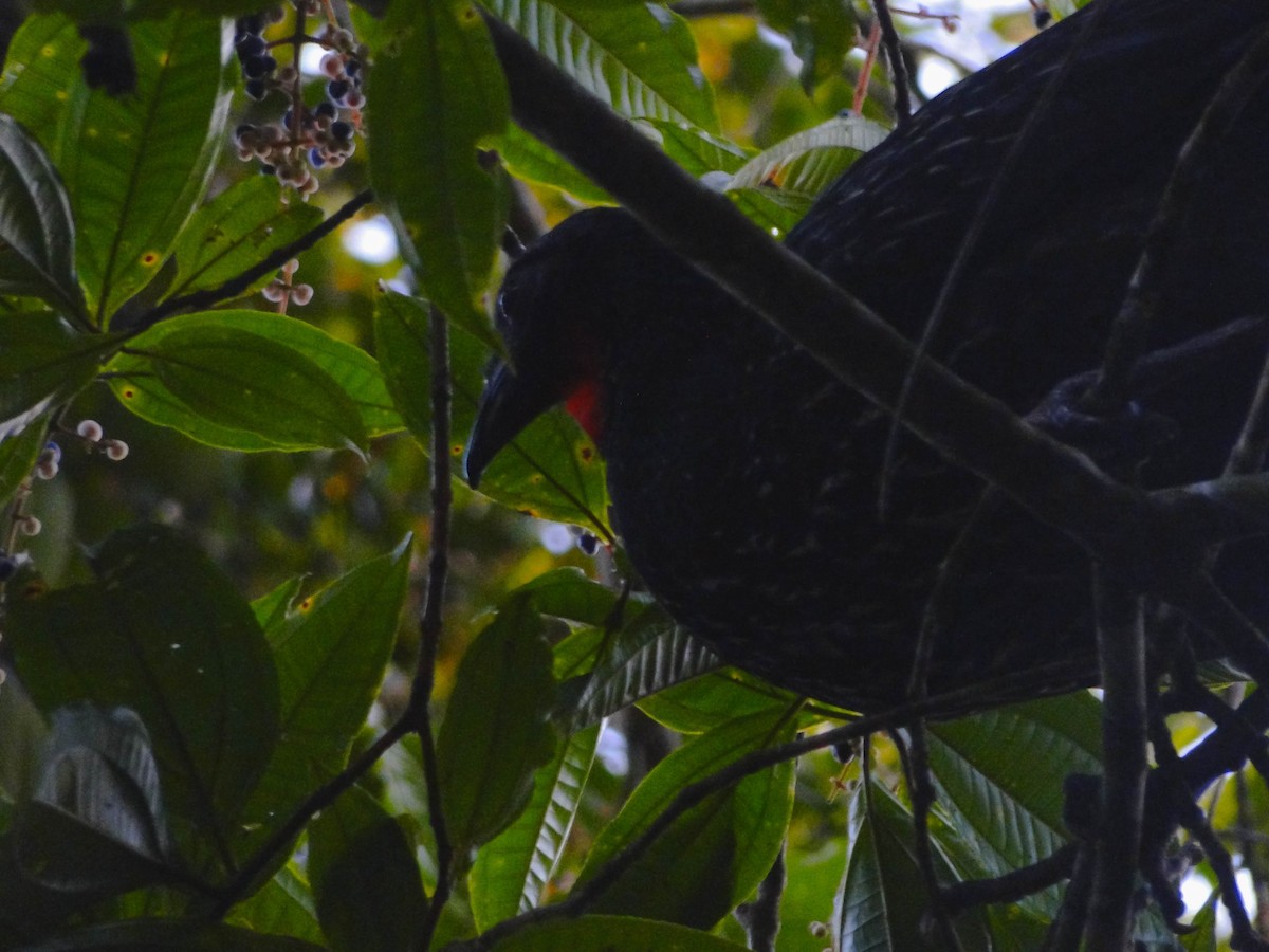 Dusky-legged Guan - ML620136333