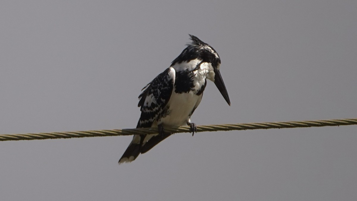 Pied Kingfisher - ML620136348