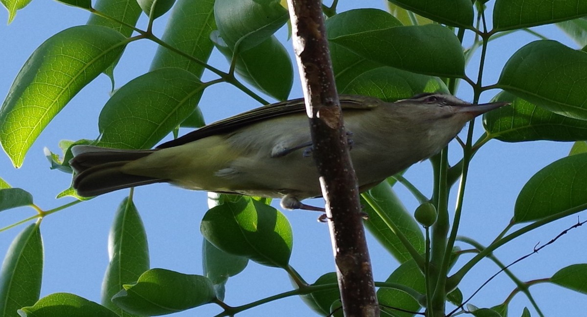 Vireo Bigotudo - ML620136350