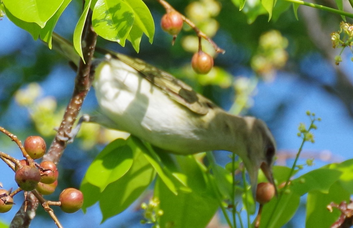 Black-whiskered Vireo - ML620136352