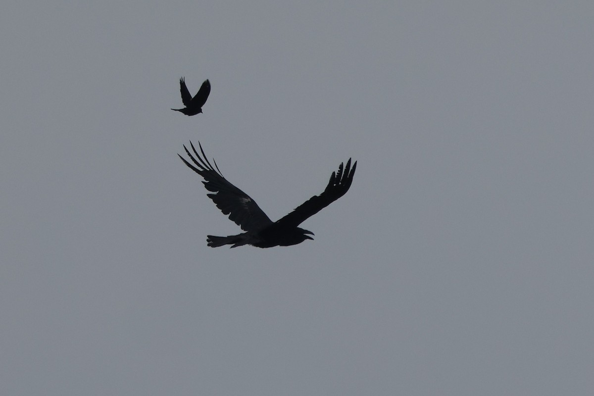Common Raven - ML620136358